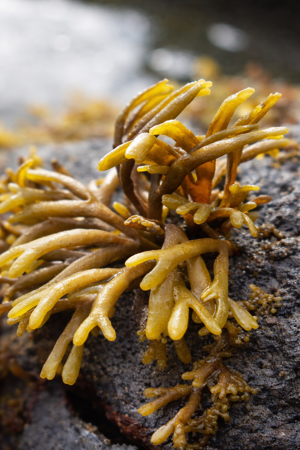 Certified Organic Wild Irish Channelled Wrack 30g | Lab Tested