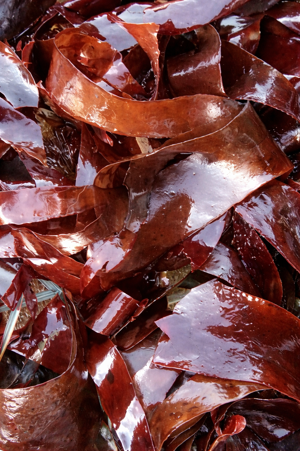 Certified Organic Wild Irish Dulse 30g | Lab Tested