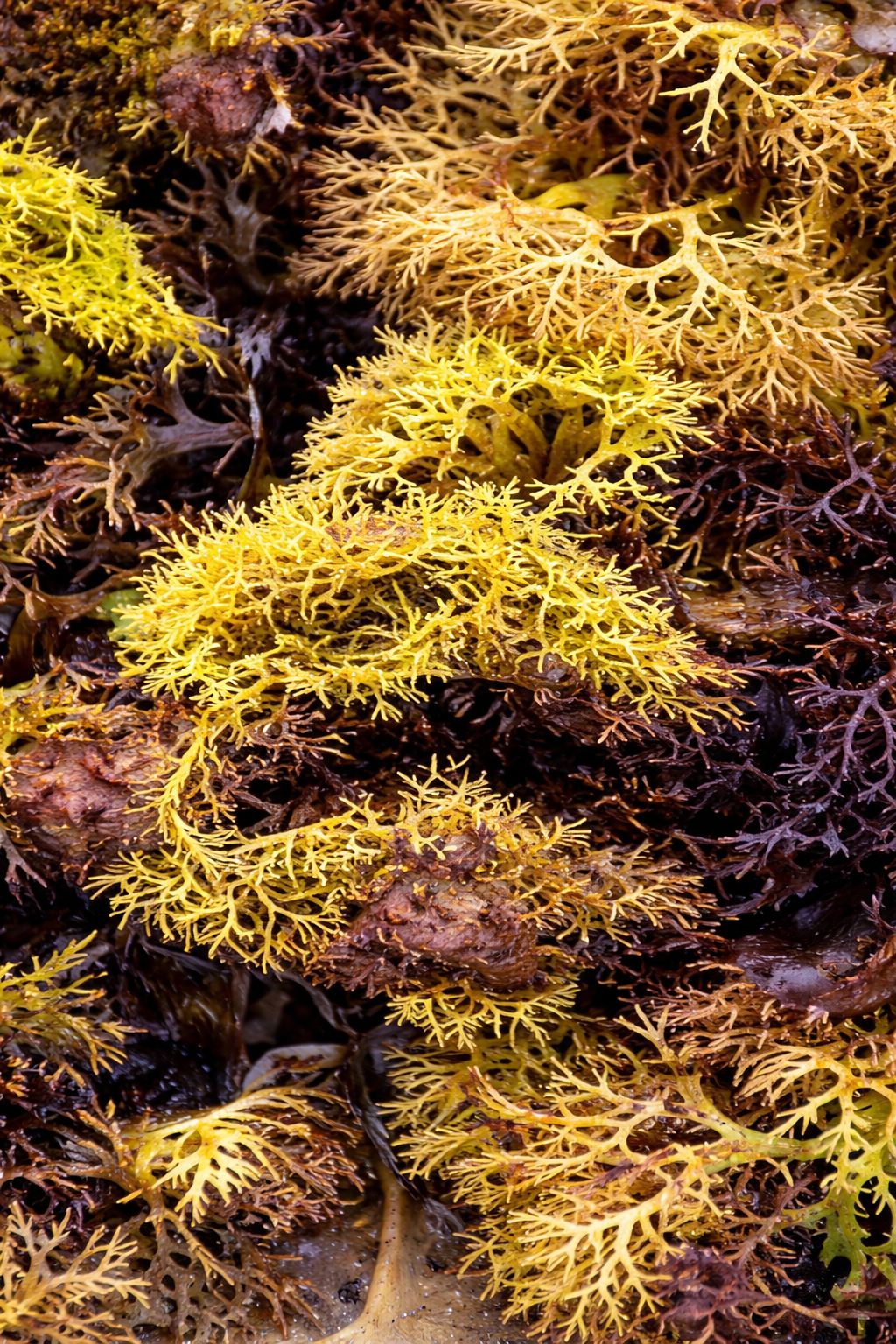 Certified Organic Wild Irish Golden Sea Moss 60g  | Lab Tested