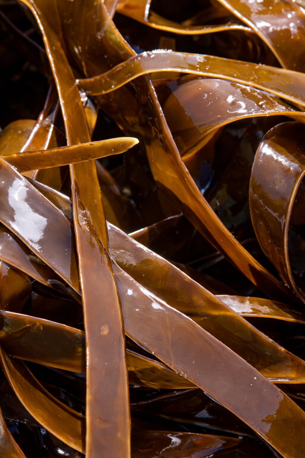 Certified Organic Wild Irish Kombu Kelp 60g | Lab Tested