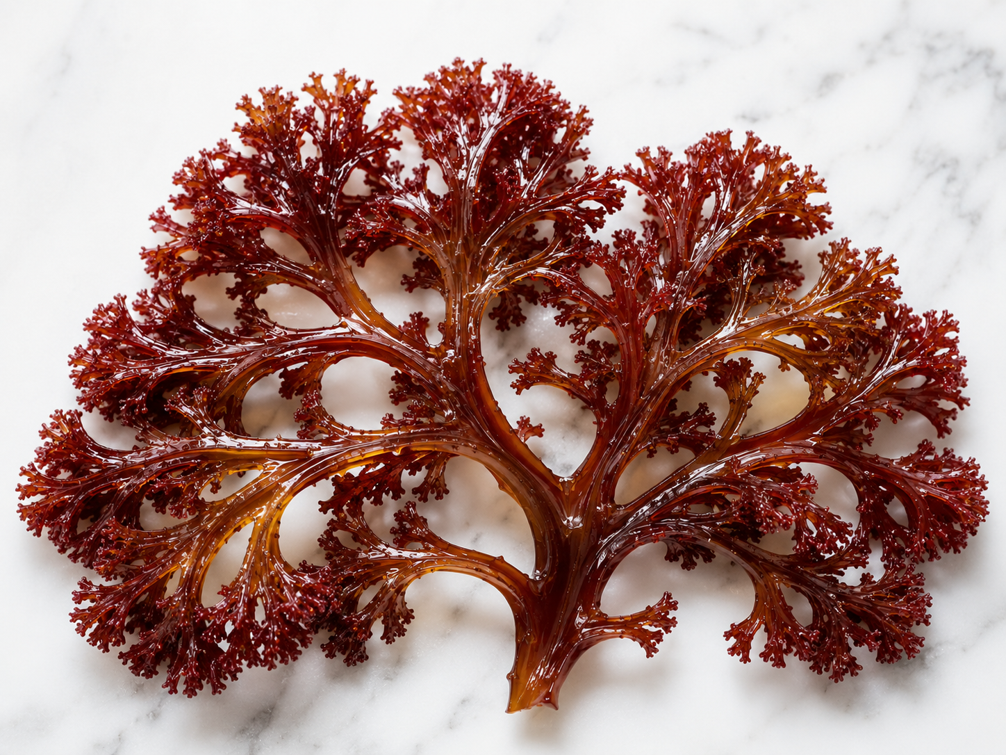 Certified Organic Wild Irish Raw Sea Moss 60g | Lab Tested