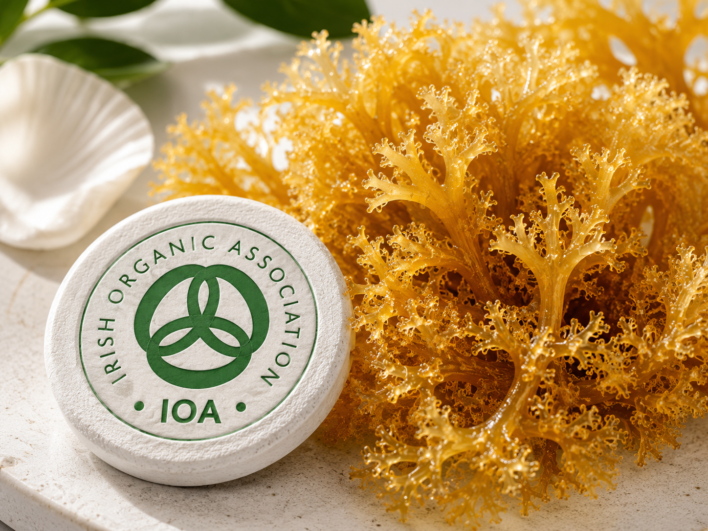 Certified Organic Wild Irish Golden Sea Moss 60g  | Lab Tested