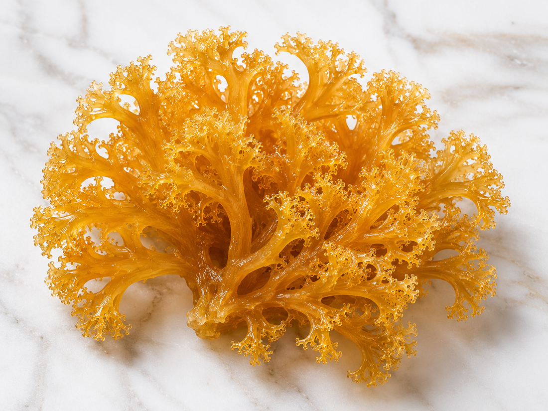 Certified Organic Wild Irish Golden Sea Moss 60g  | Lab Tested