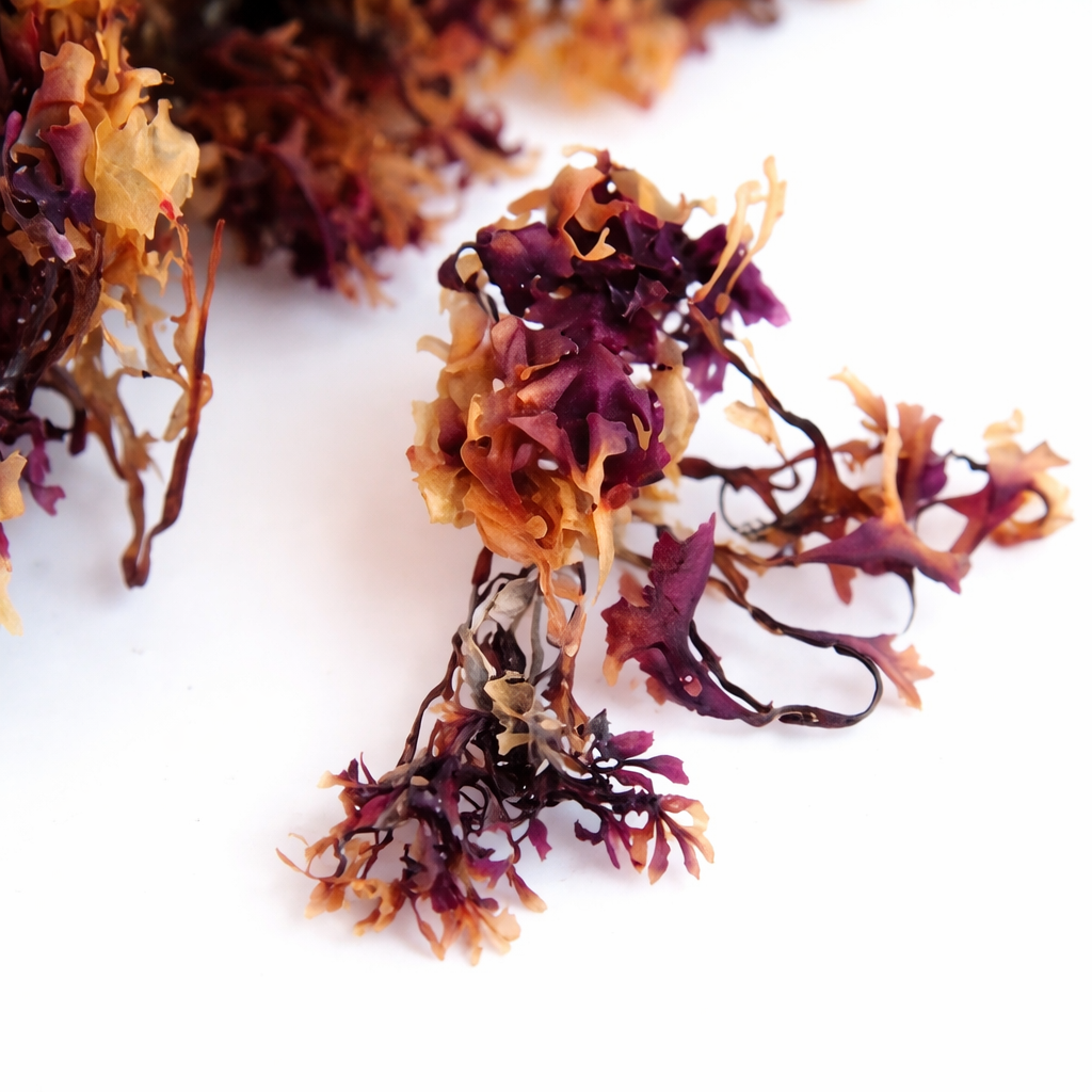 Certified Organic Wild Irish Raw Sea Moss 60g | Lab Tested