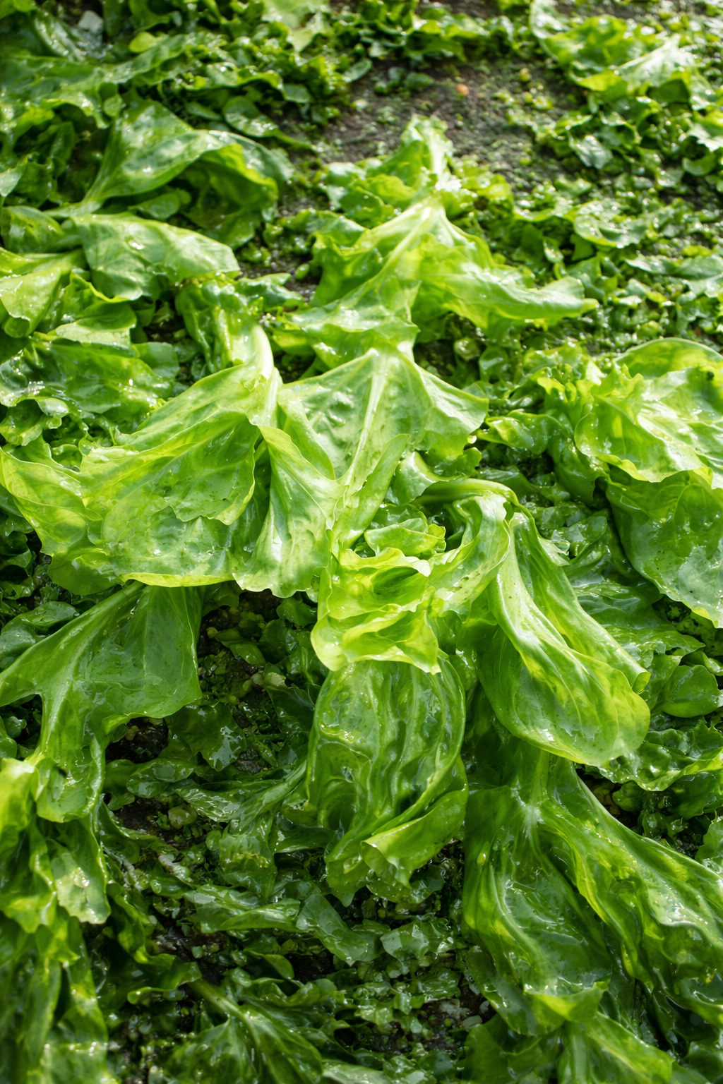 Certified Organic Wild Irish Sea Lettuce 30g | Lab Tested