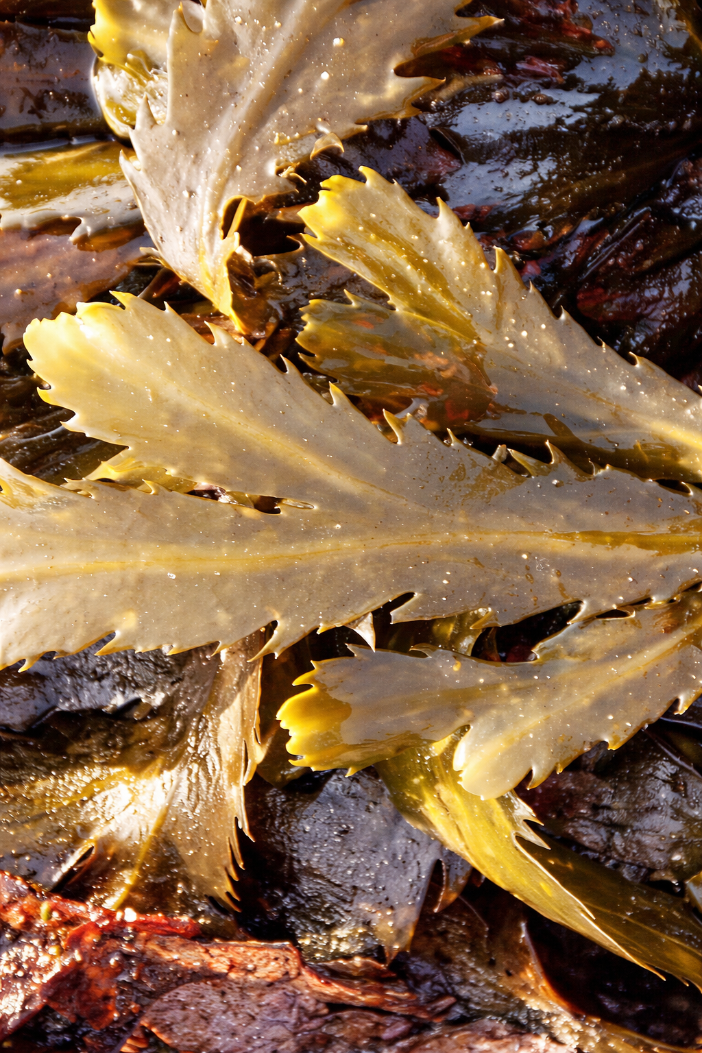 Certified Organic Wild Irish Serrated Wrack 30g | Lab Tested