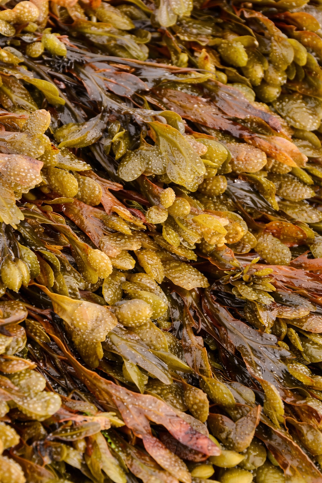 Certified Organic Wild Irish Twisted Spiral Wrack 30g | Lab Tested