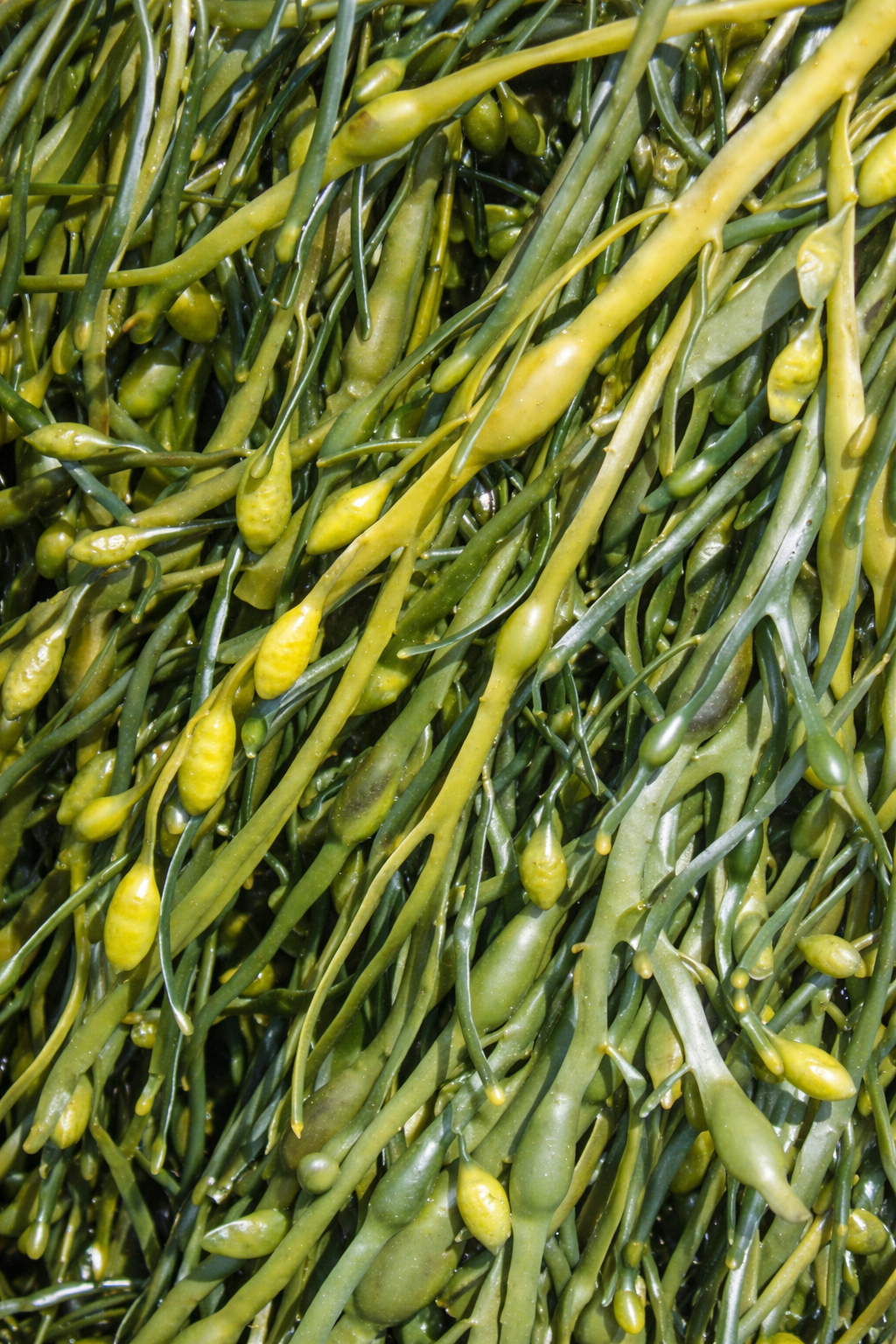 Certified Organic Wild Irish Knotted Wrack 30g | Lab Tested